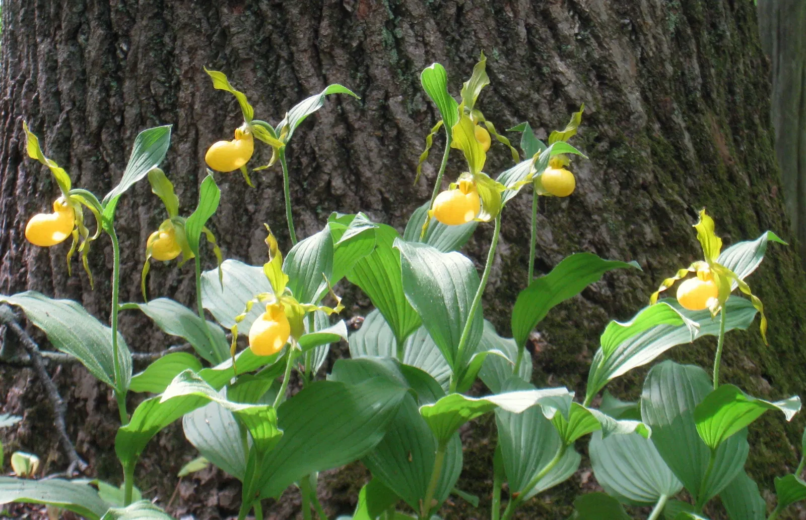 Bowman's Hill Wildflower Preserve