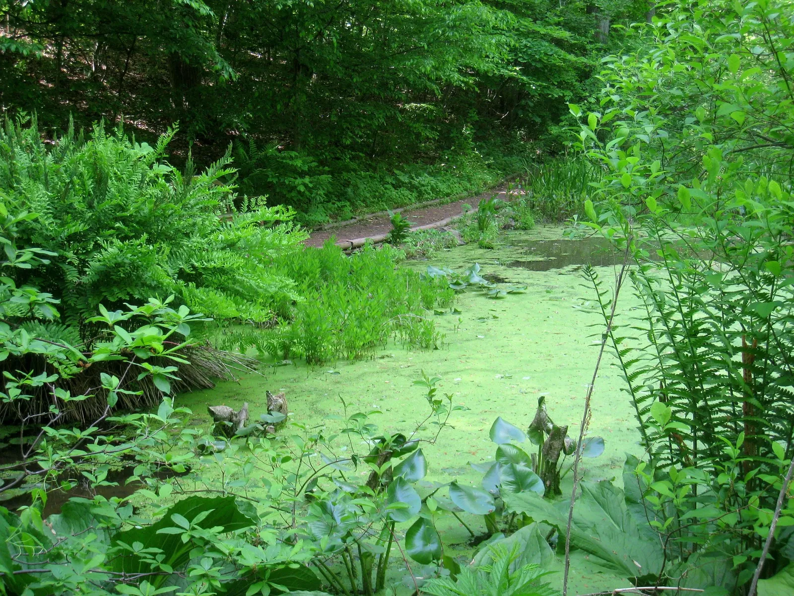 Bowman's Hill Wildflower Preserve
