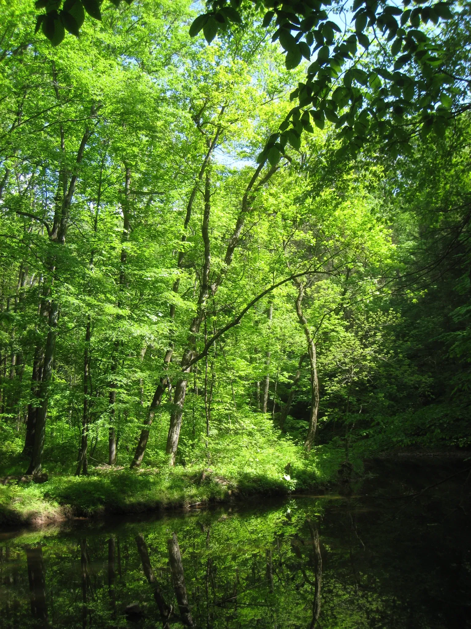 Bowman's Hill Wildflower Preserve