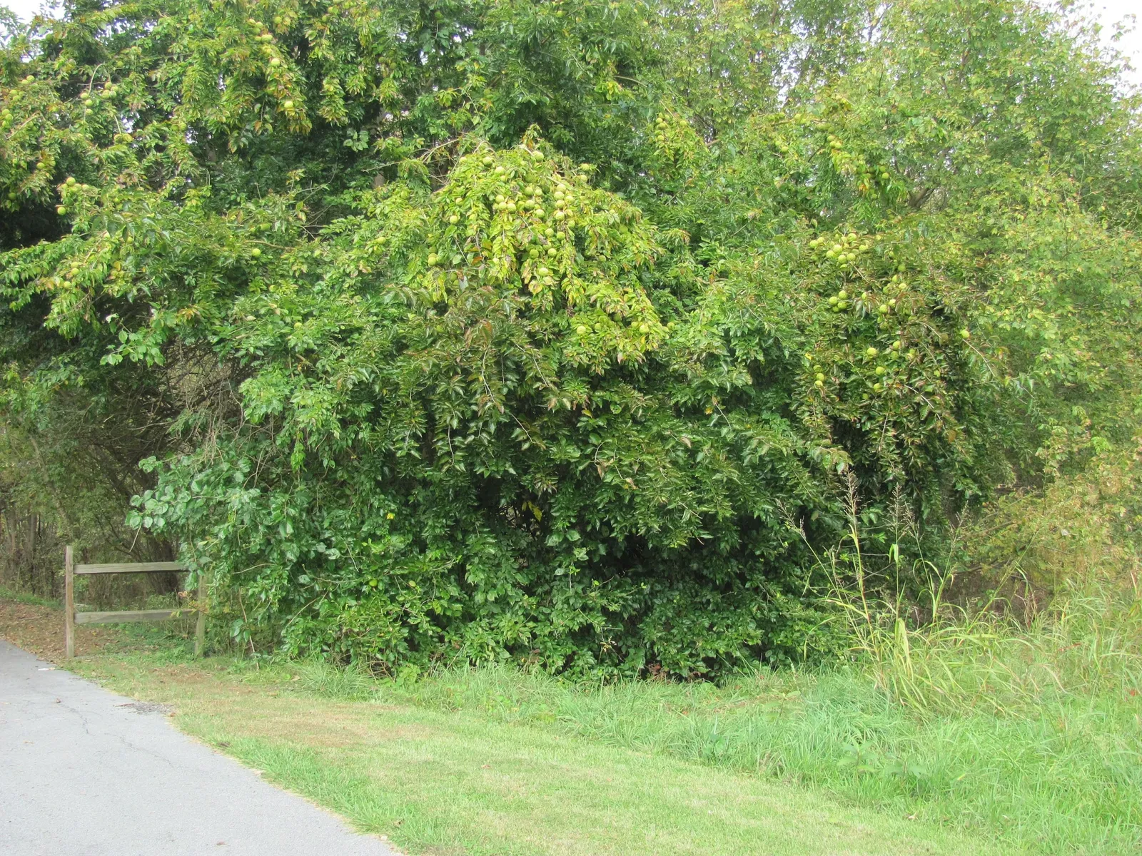 Southwest Virginia Museum State Park