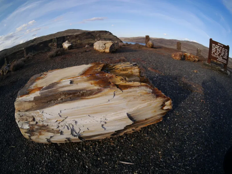 George F. Beck Ginkgo Petrified Forest Interpretive Center (Vantage ...