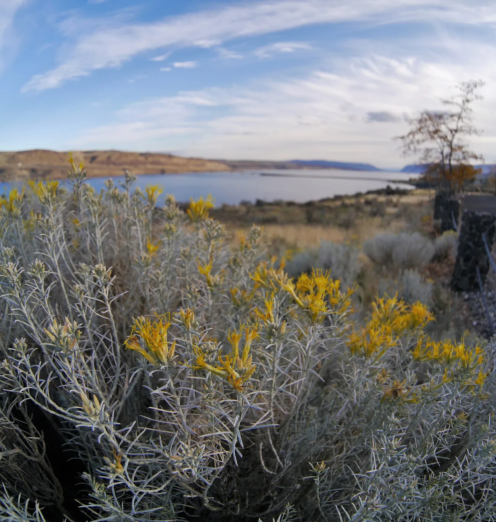 Ginkgo Petrified Forest Interpretive Center