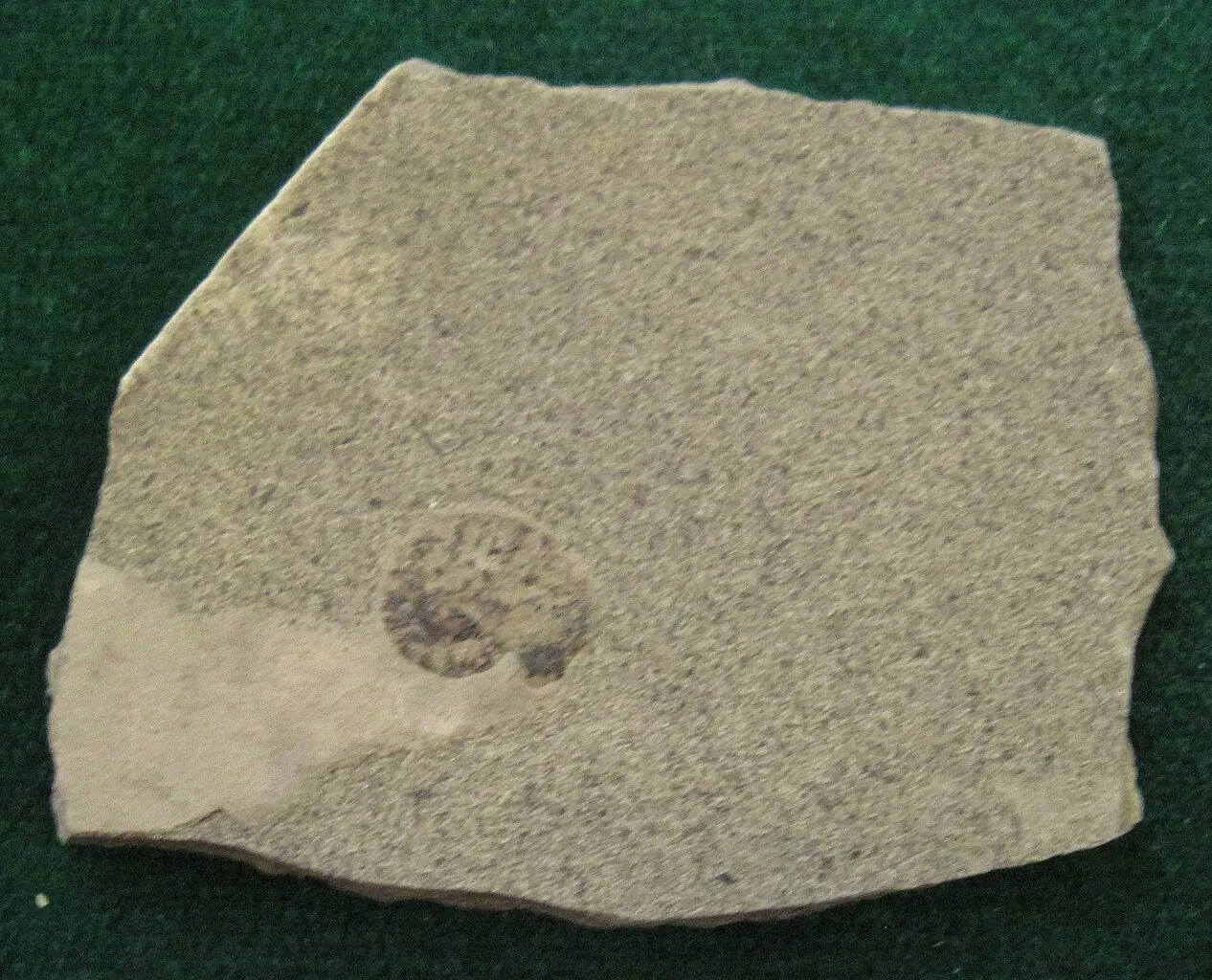 Stonerose Fossils