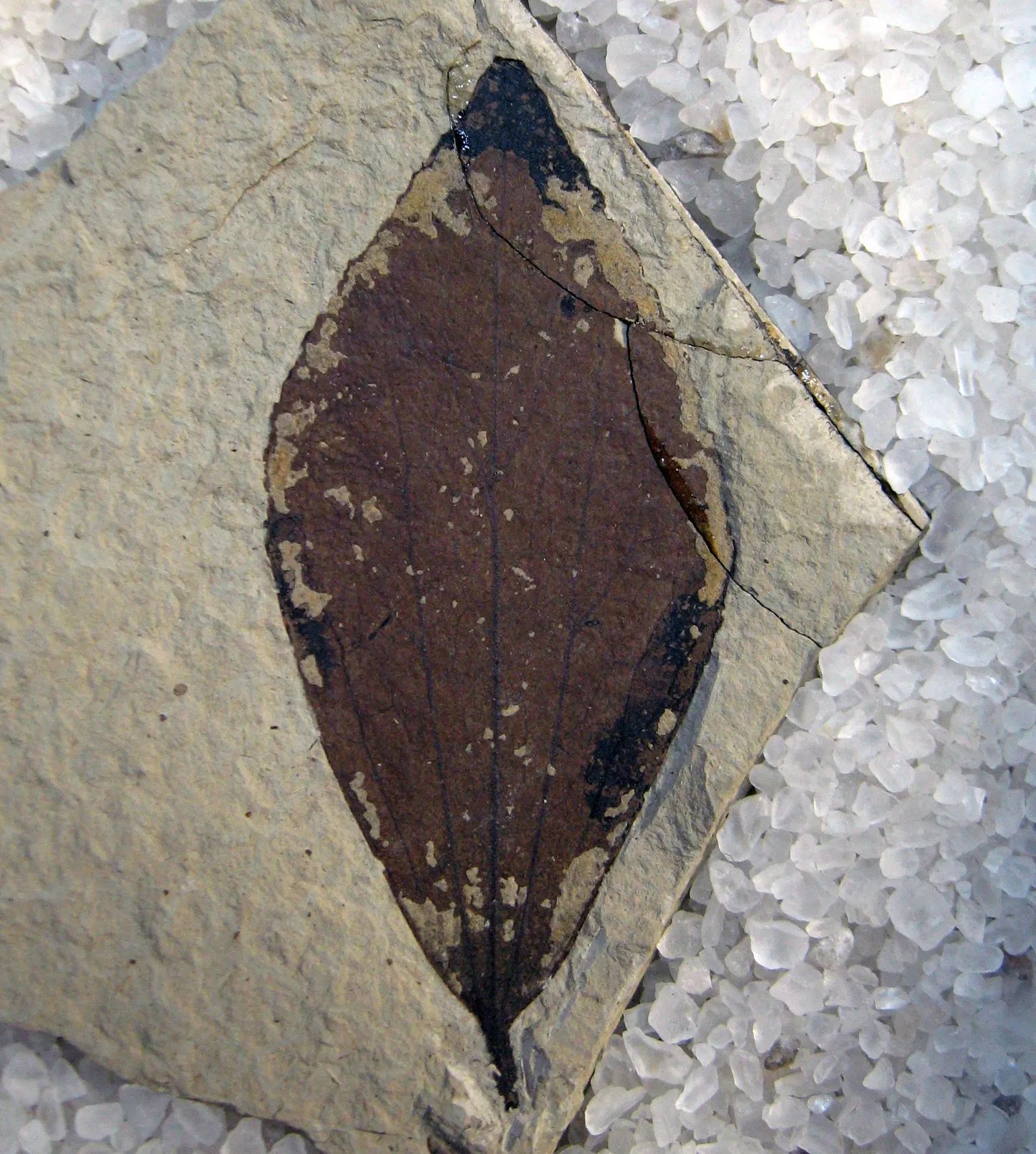 Stonerose Fossils