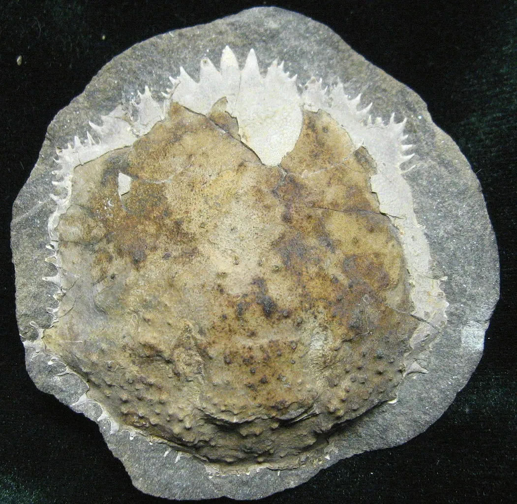 Stonerose Fossils