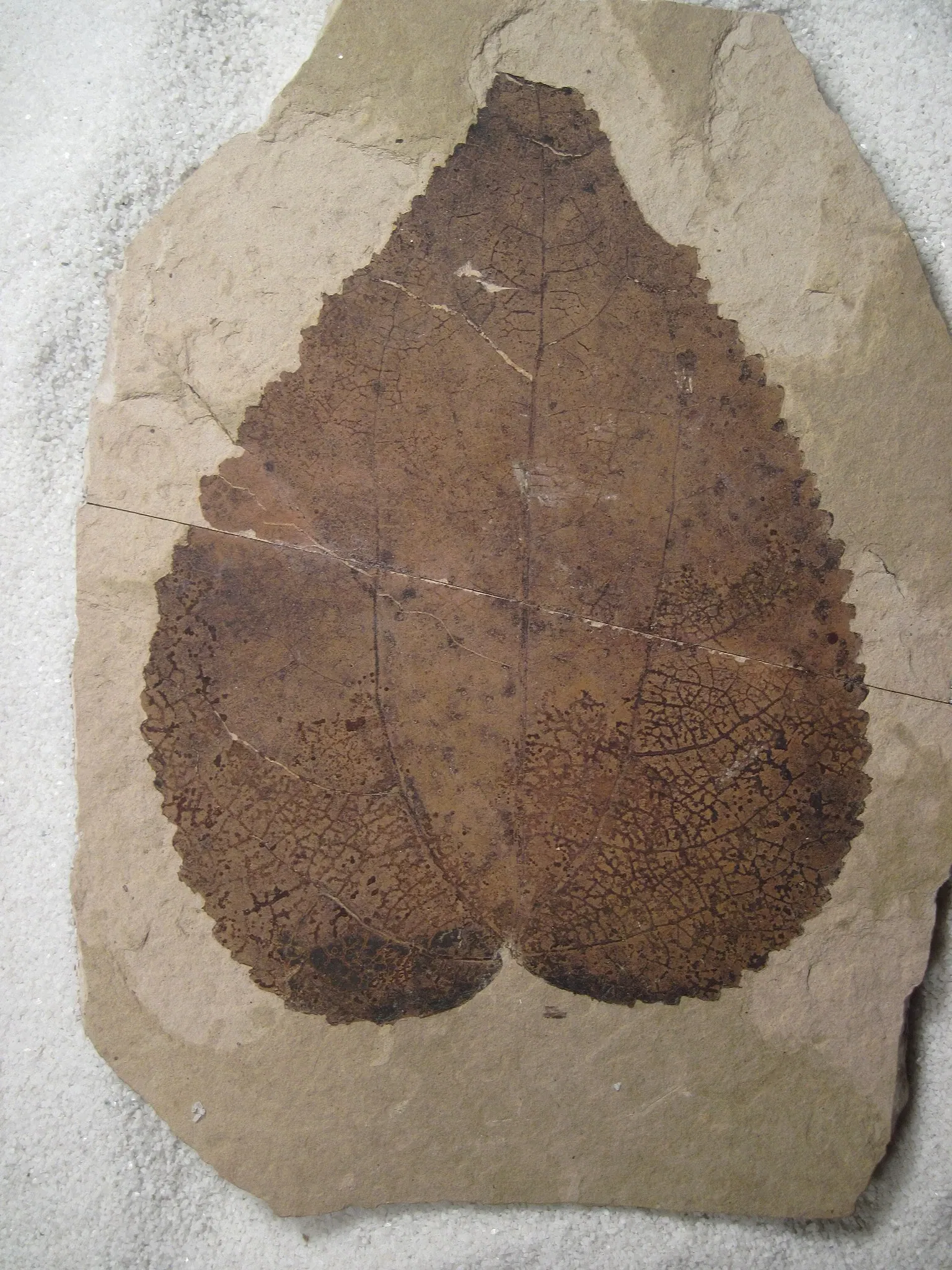 Stonerose Fossils