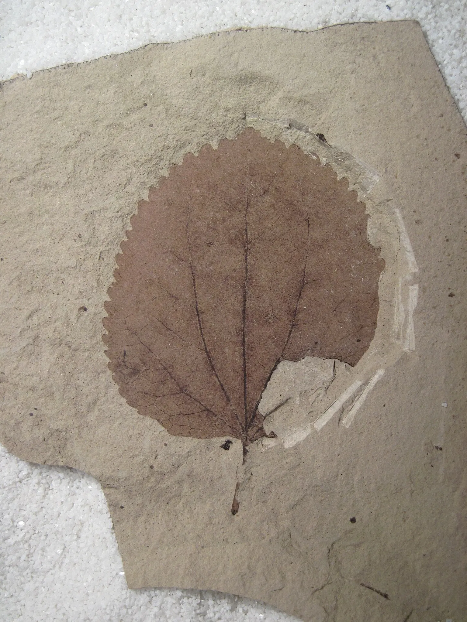 Stonerose Fossils