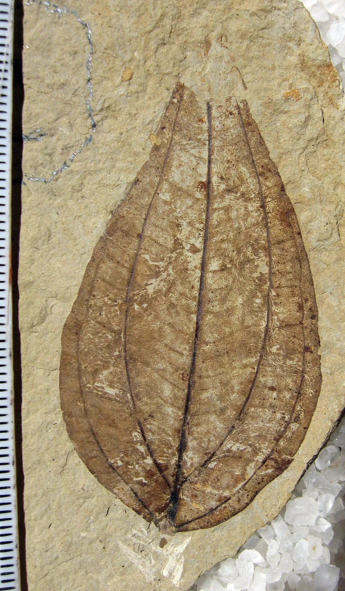 Stonerose Fossils