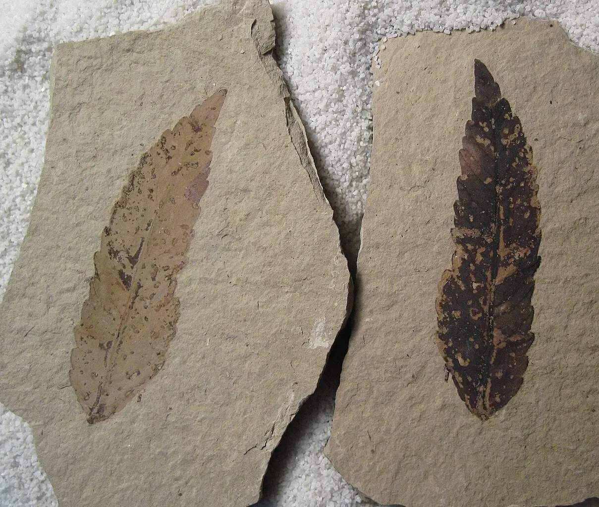 Stonerose Fossils