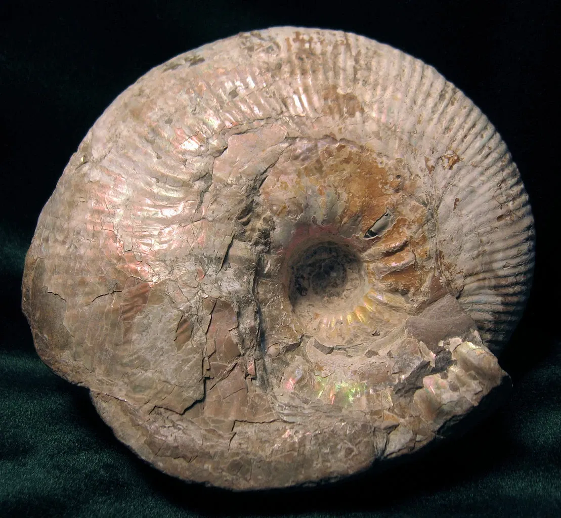 Stonerose Fossils