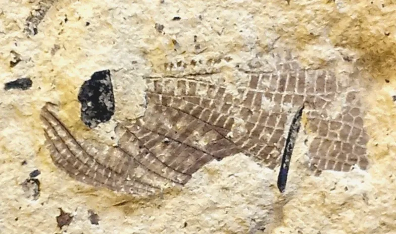 Stonerose Fossils