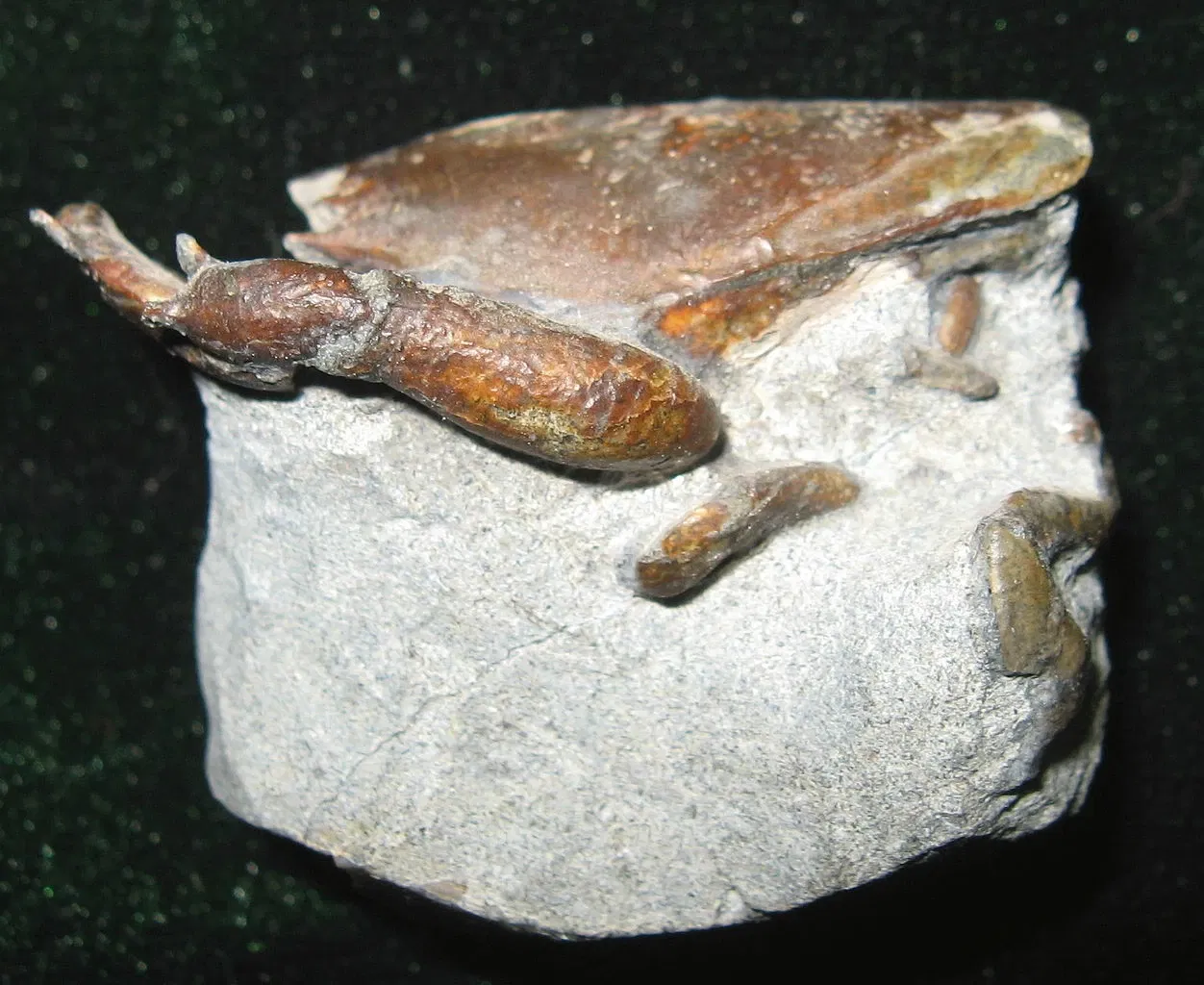 Stonerose Fossils