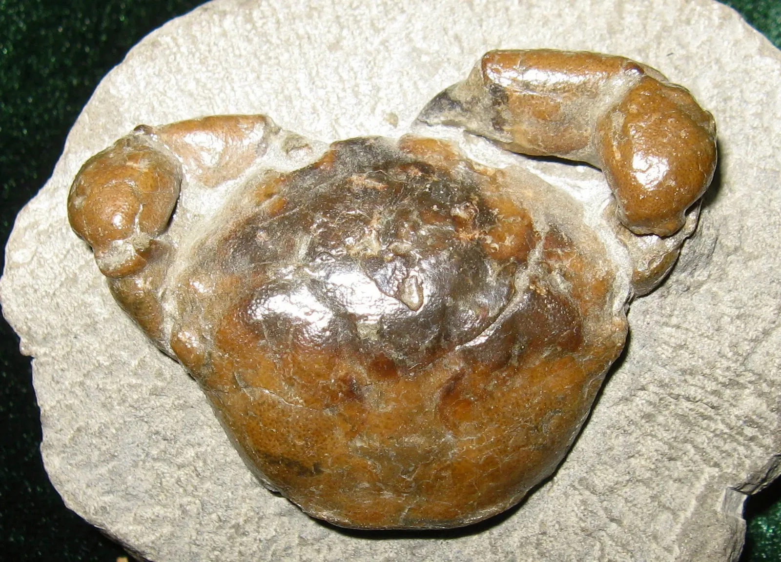 Stonerose Fossils