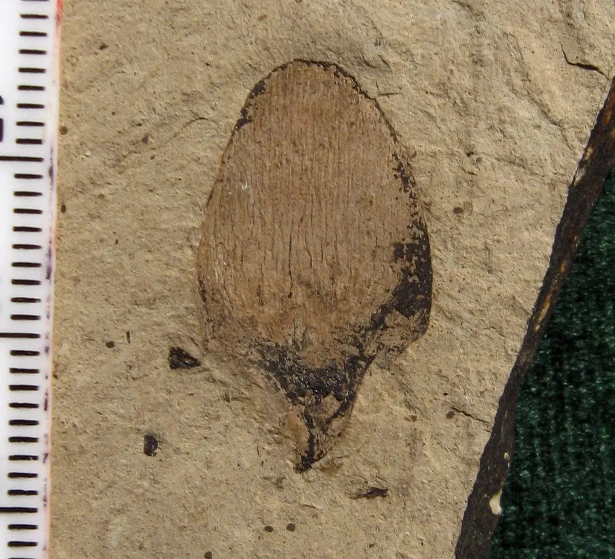 Stonerose Fossils