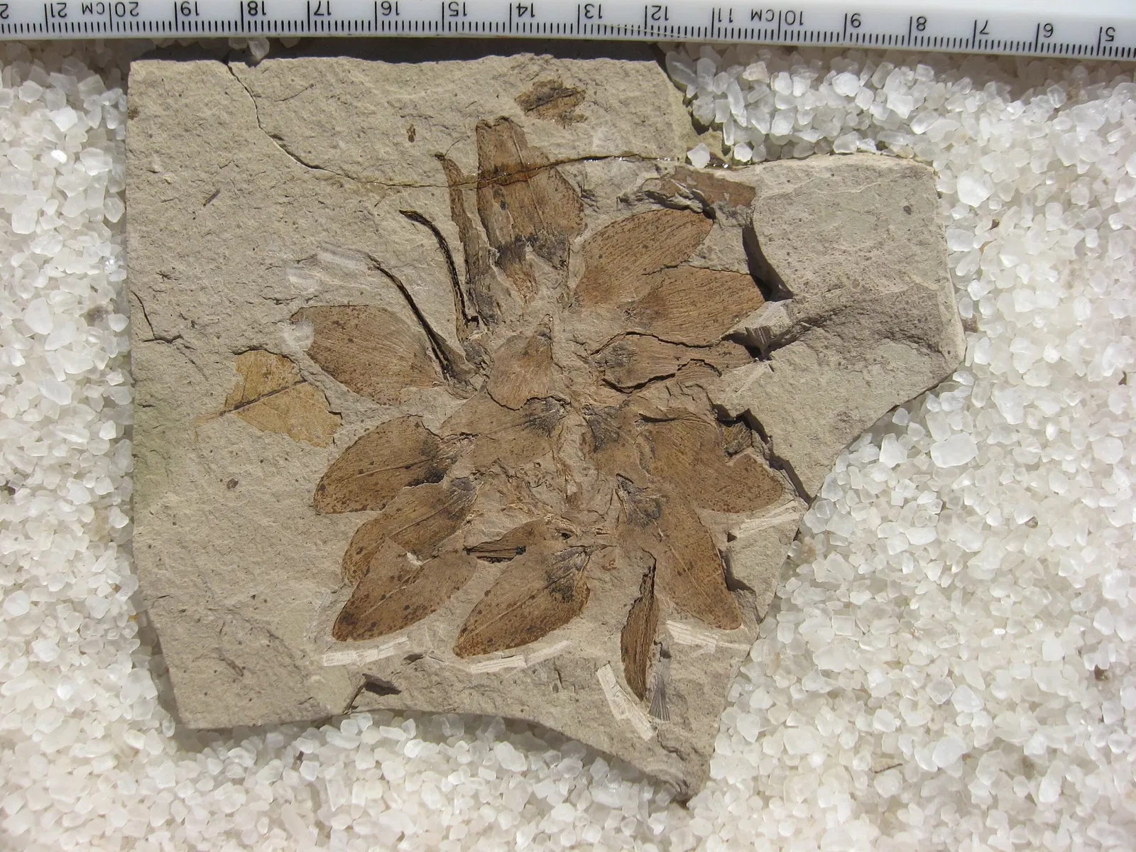 Stonerose Fossils