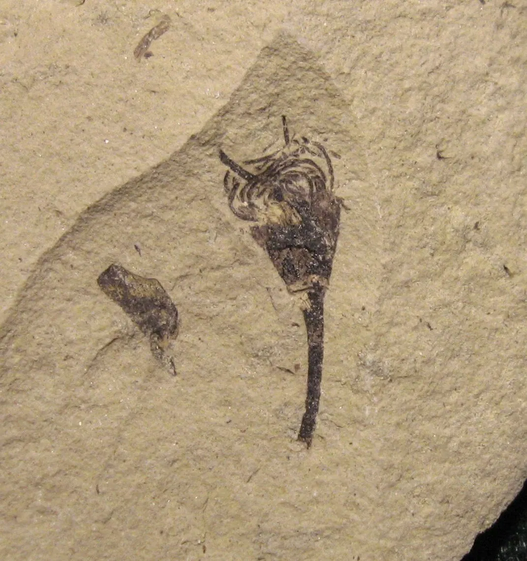 Stonerose Fossils