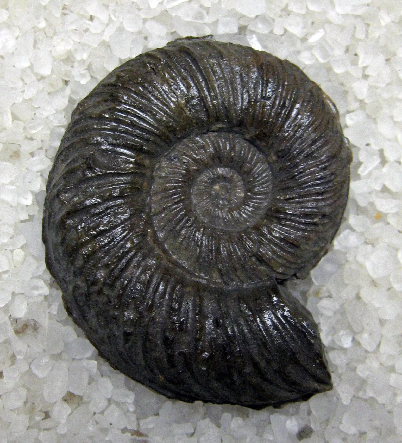 Stonerose Fossils