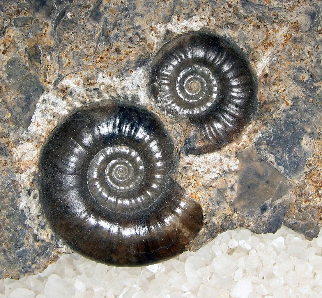 Stonerose Fossils