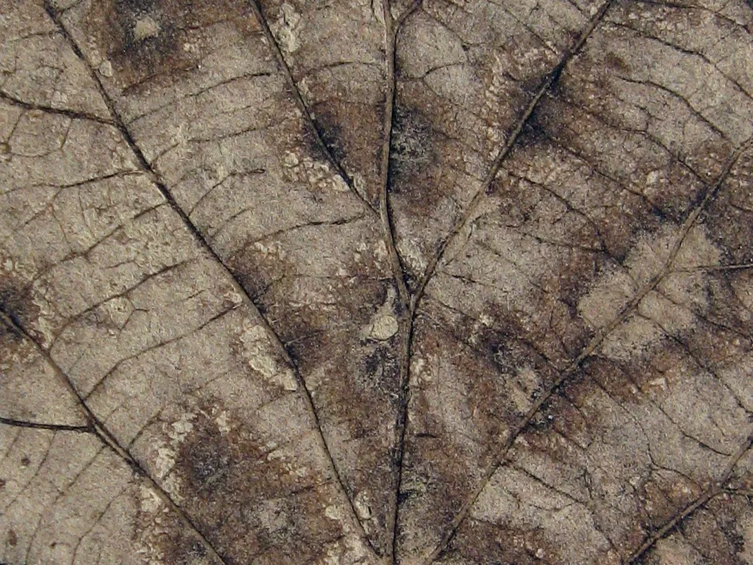 Stonerose Fossils