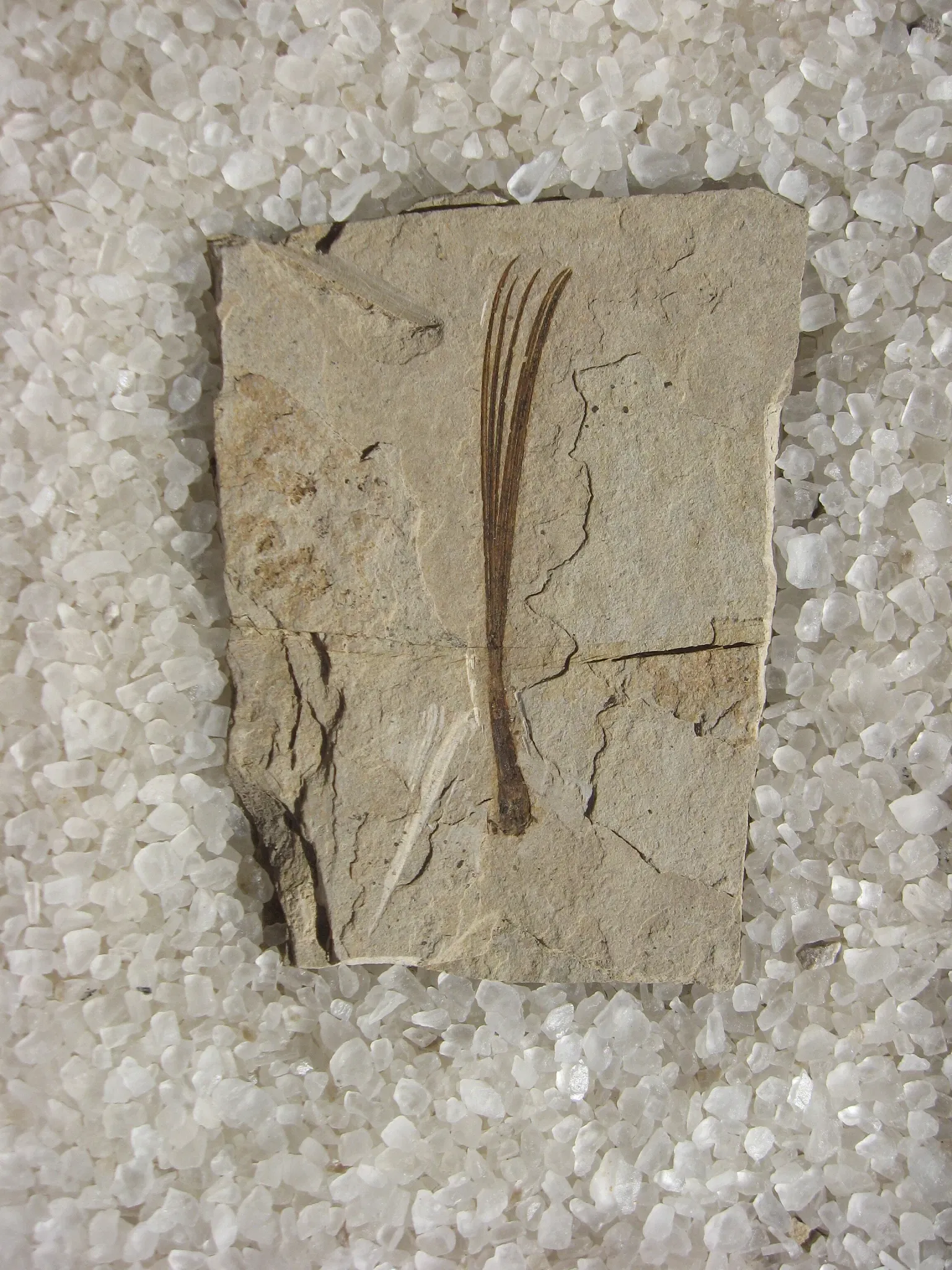 Stonerose Fossils