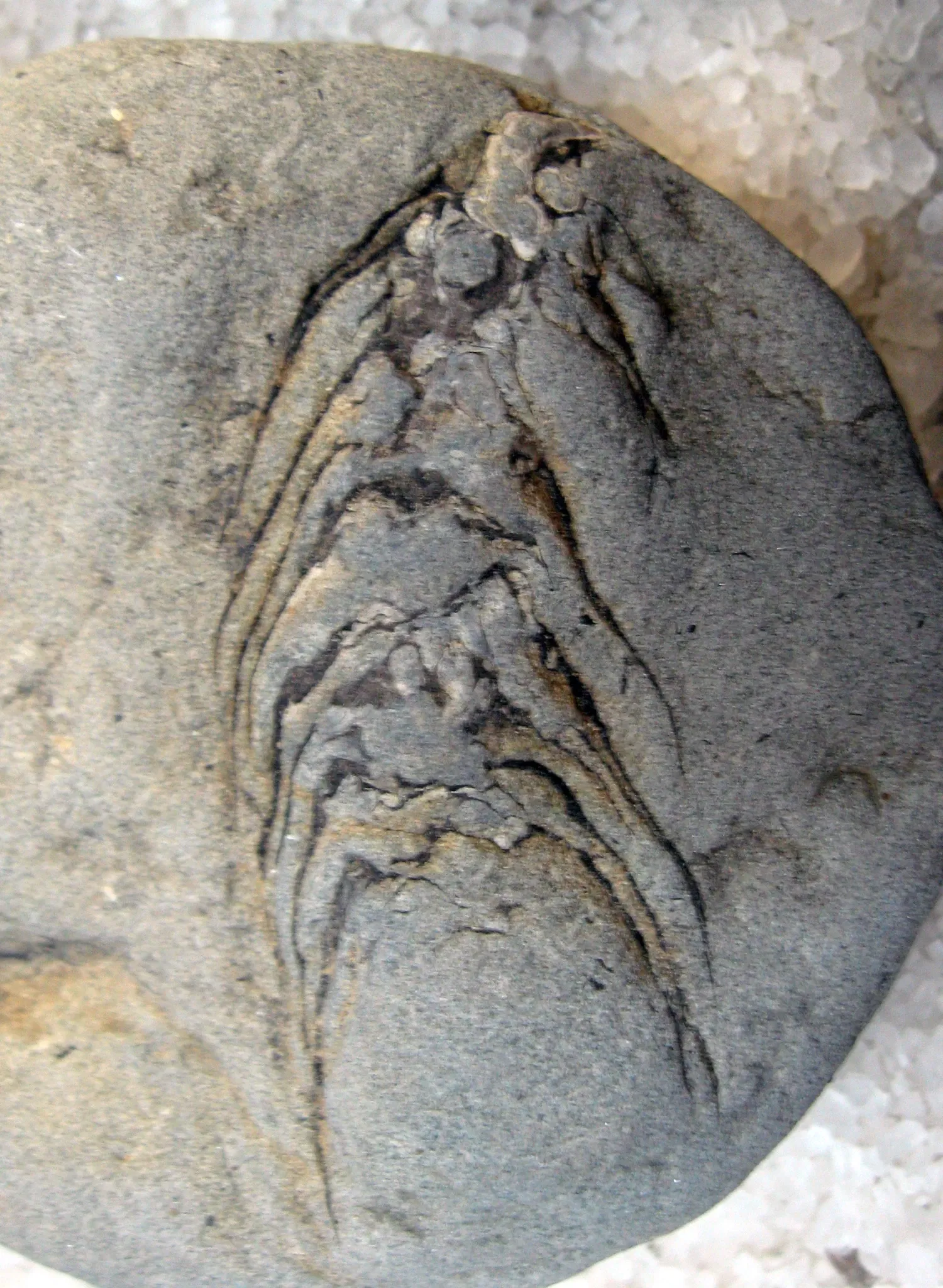 Stonerose Fossils