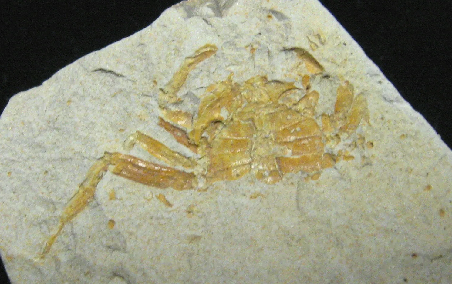 Stonerose Fossils