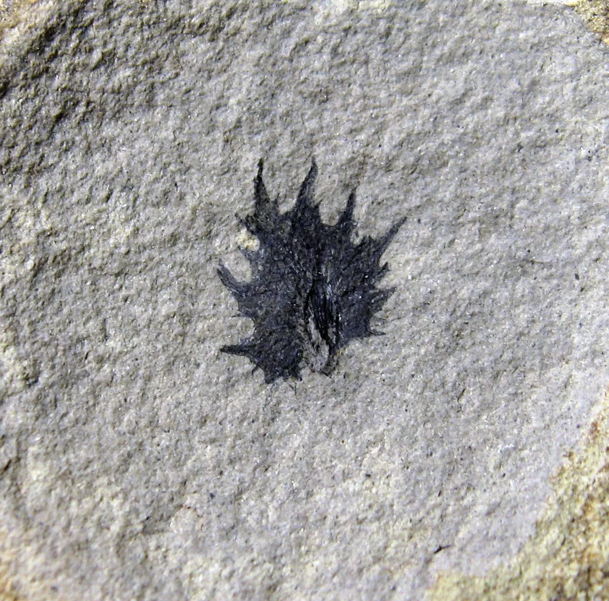Stonerose Fossils