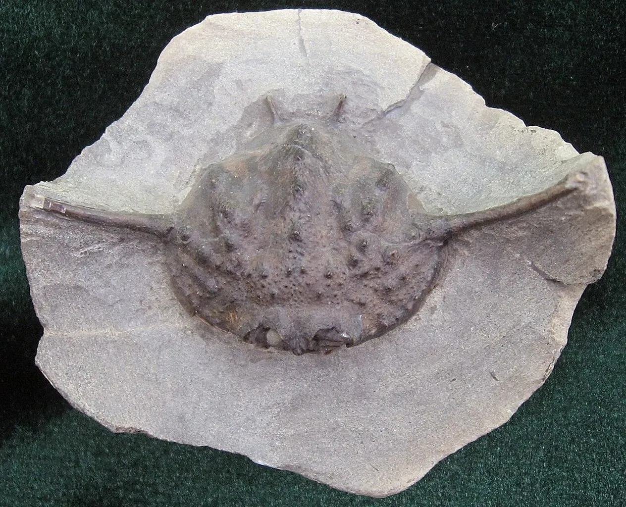Stonerose Fossils