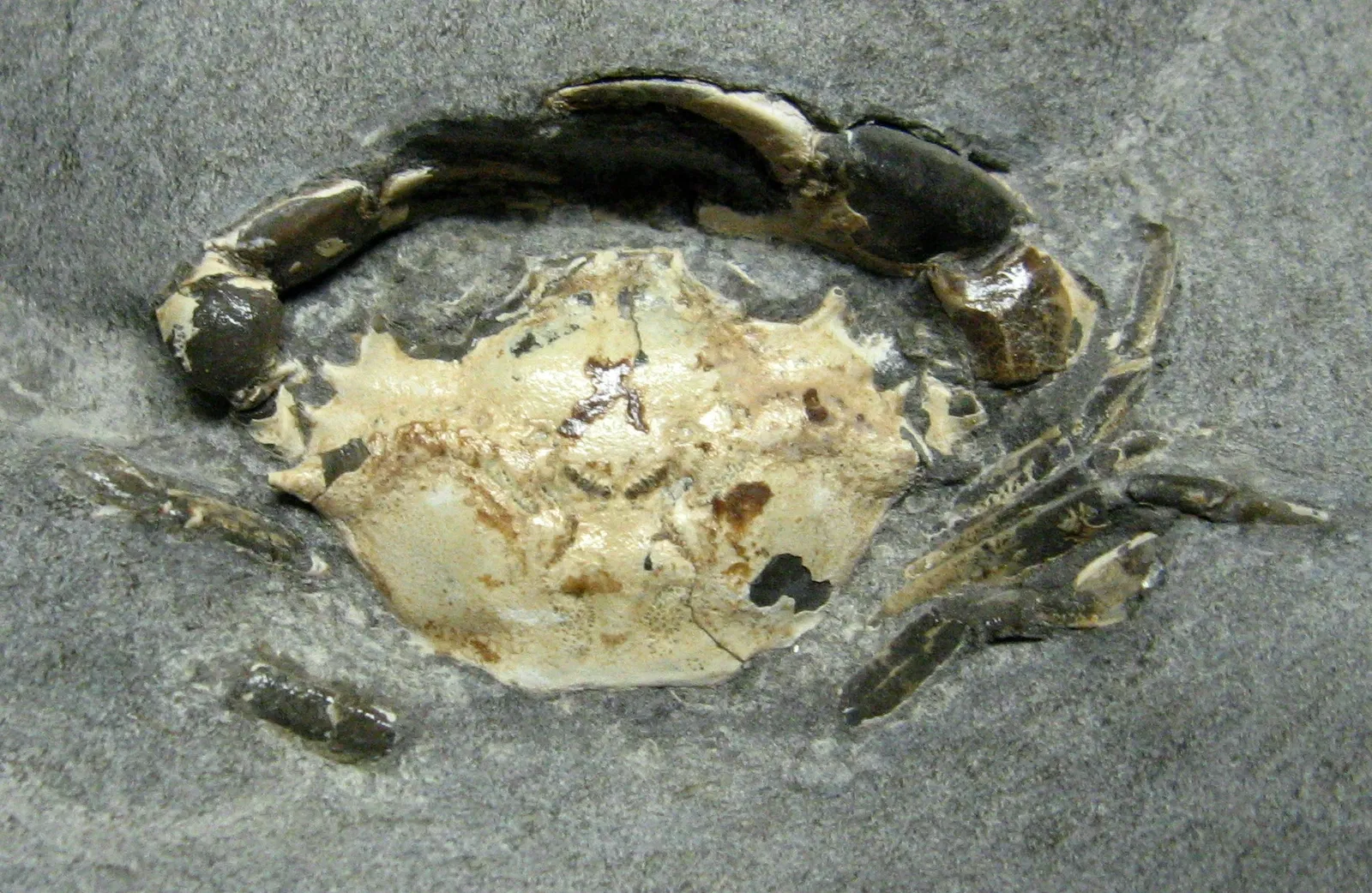 Stonerose Fossils