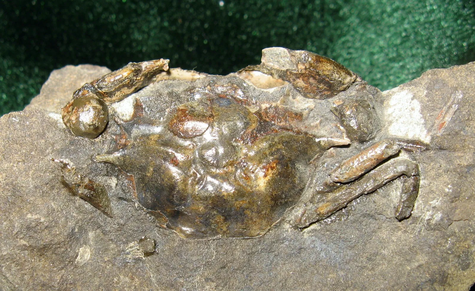 Stonerose Fossils