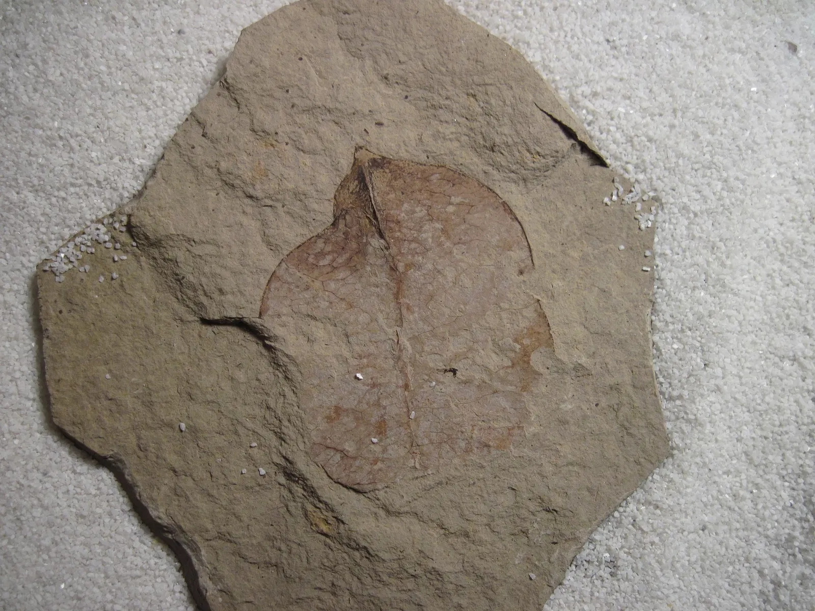 Stonerose Fossils