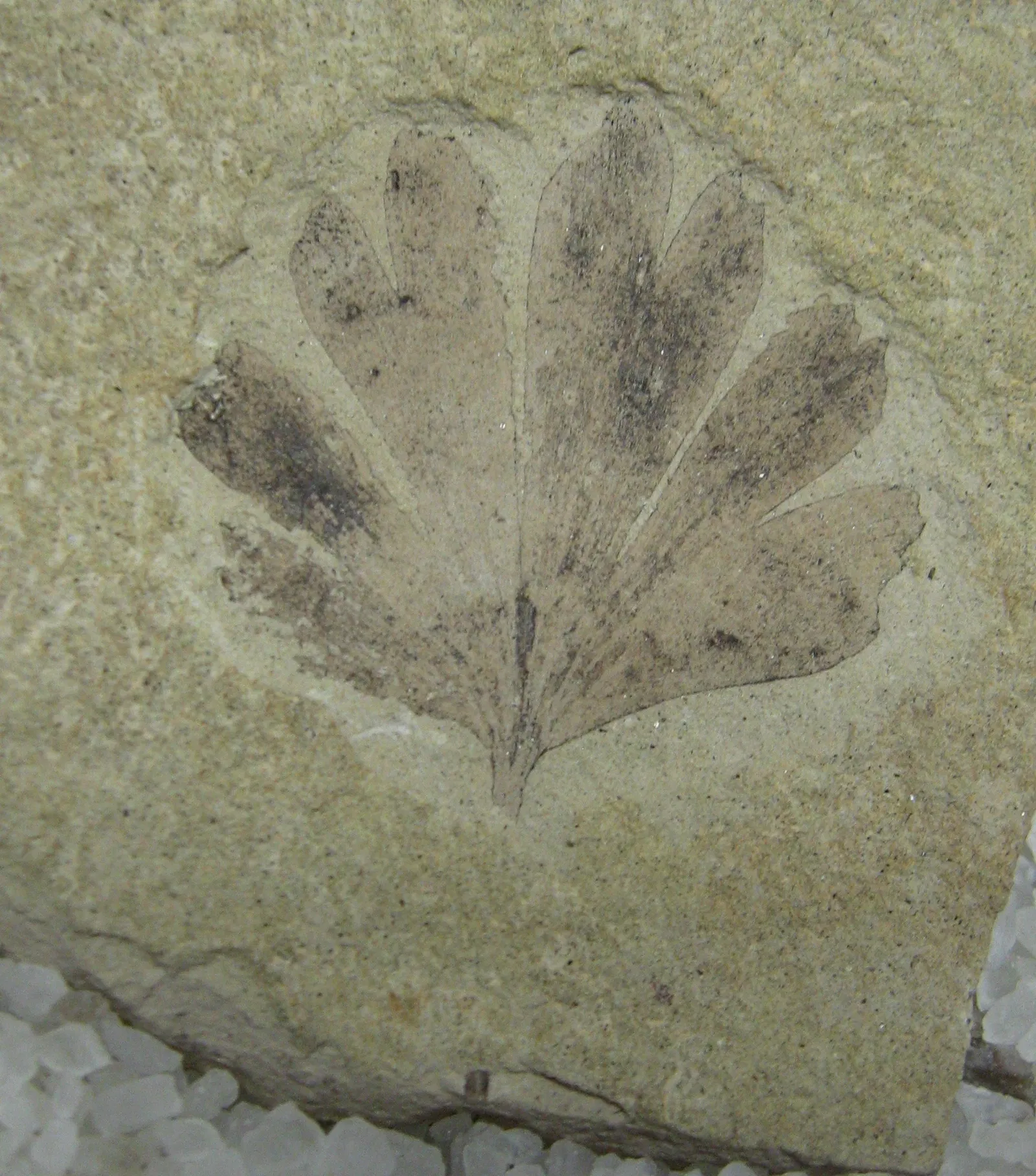 Stonerose Fossils