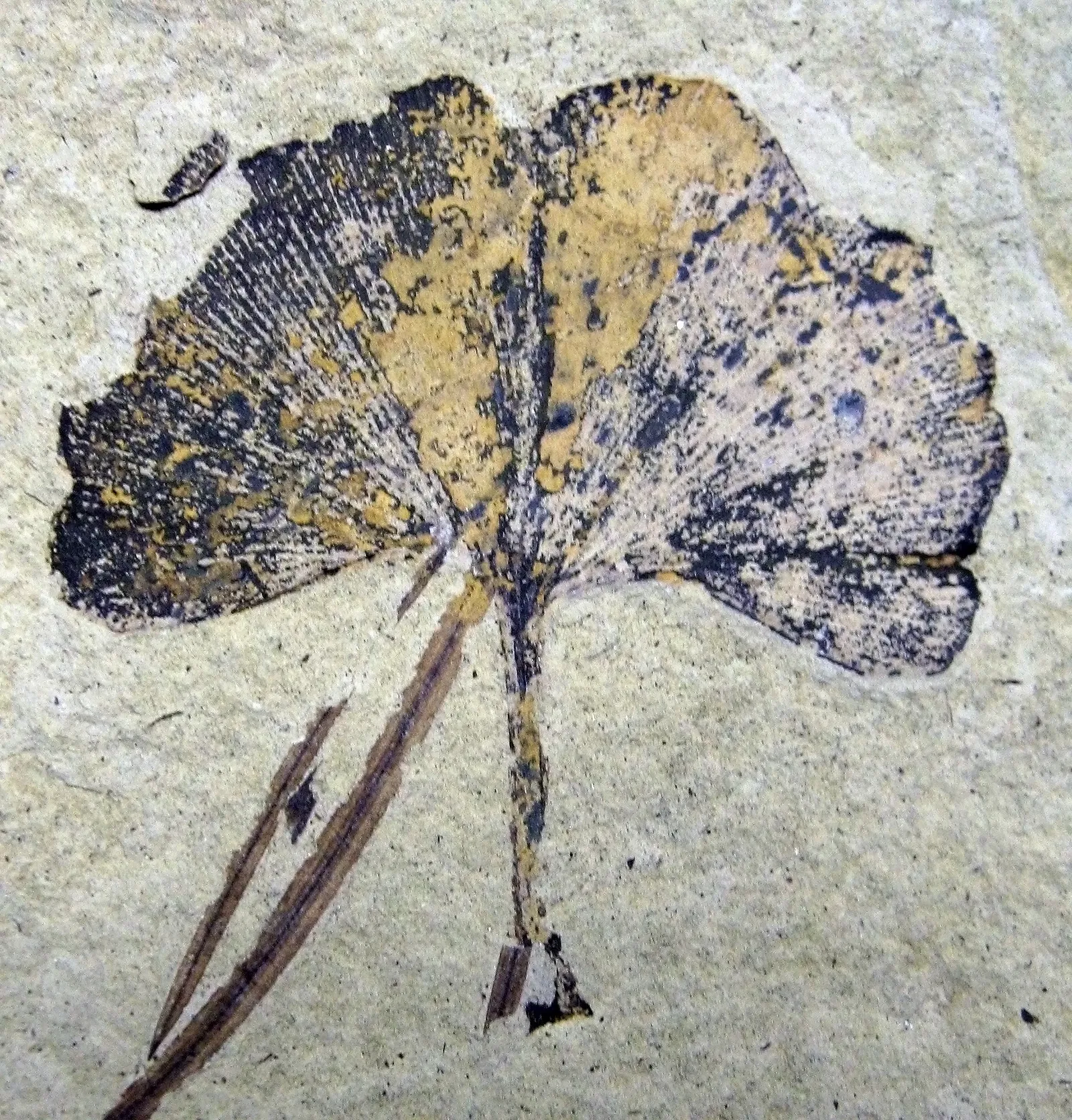 Stonerose Fossils