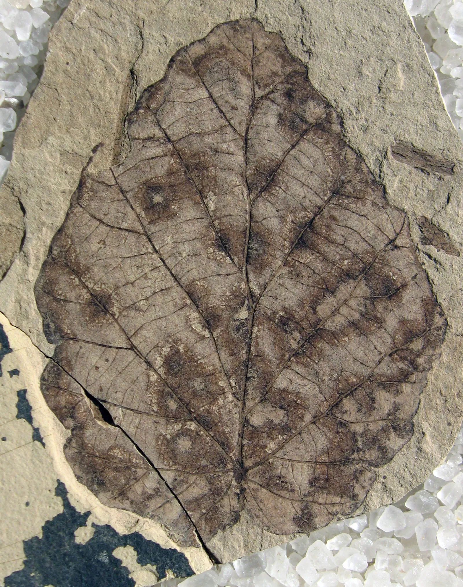 Stonerose Fossils