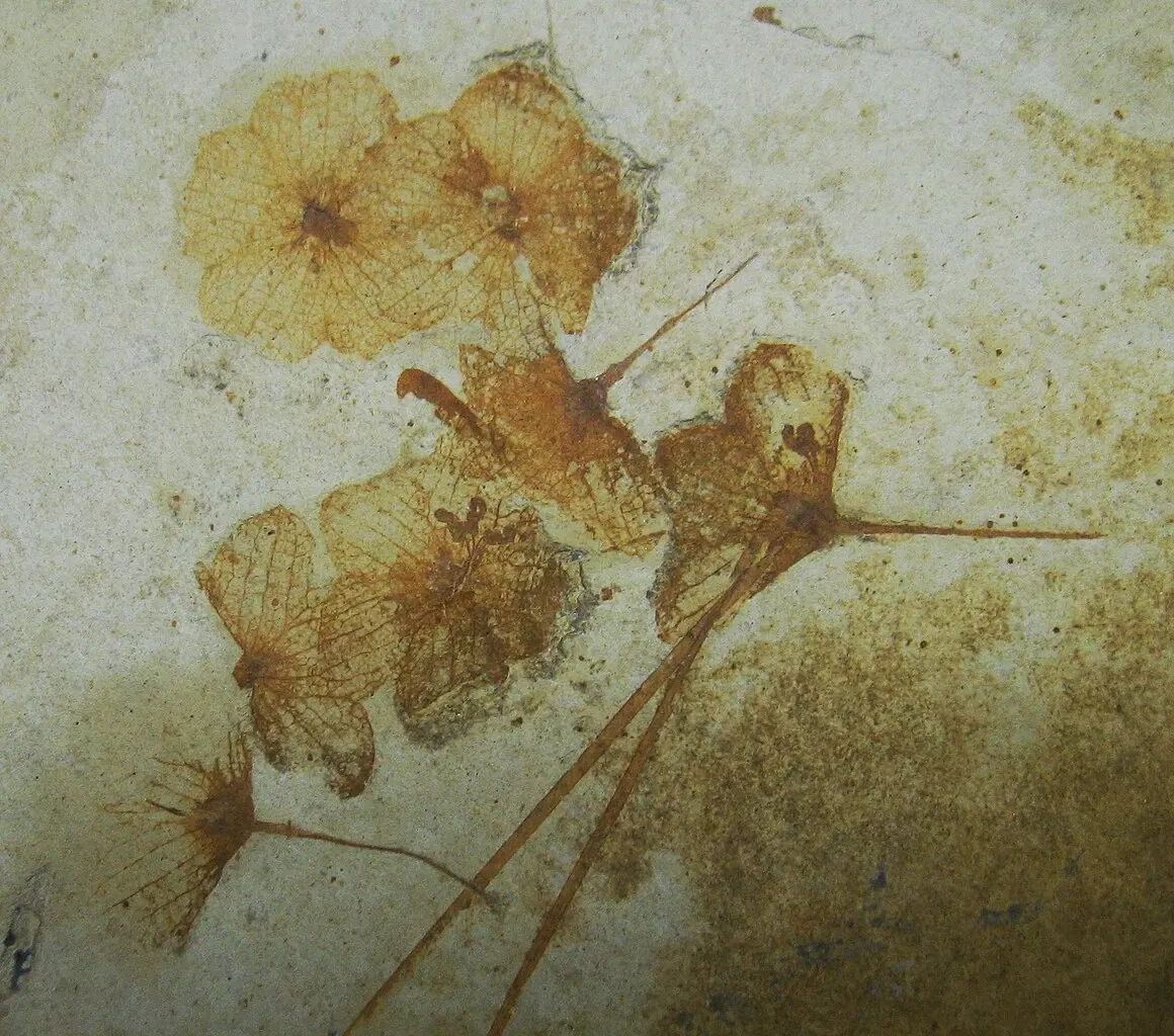 Stonerose Fossils
