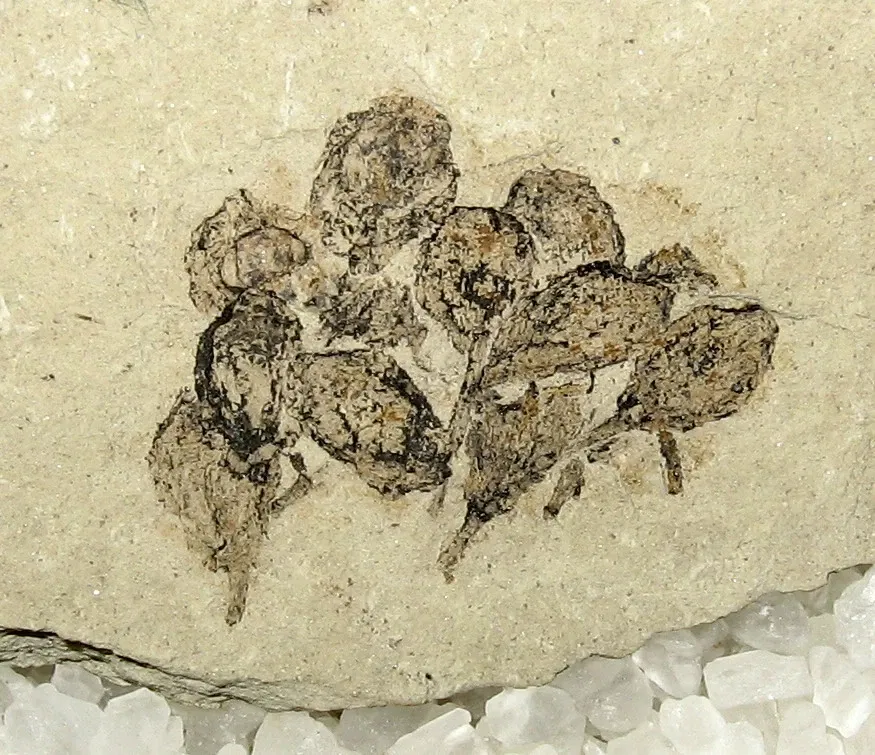 Stonerose Fossils