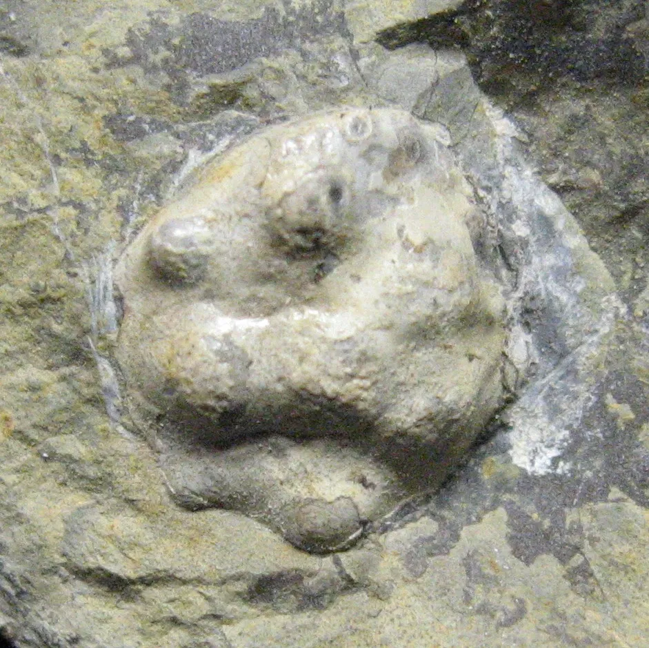 Stonerose Fossils