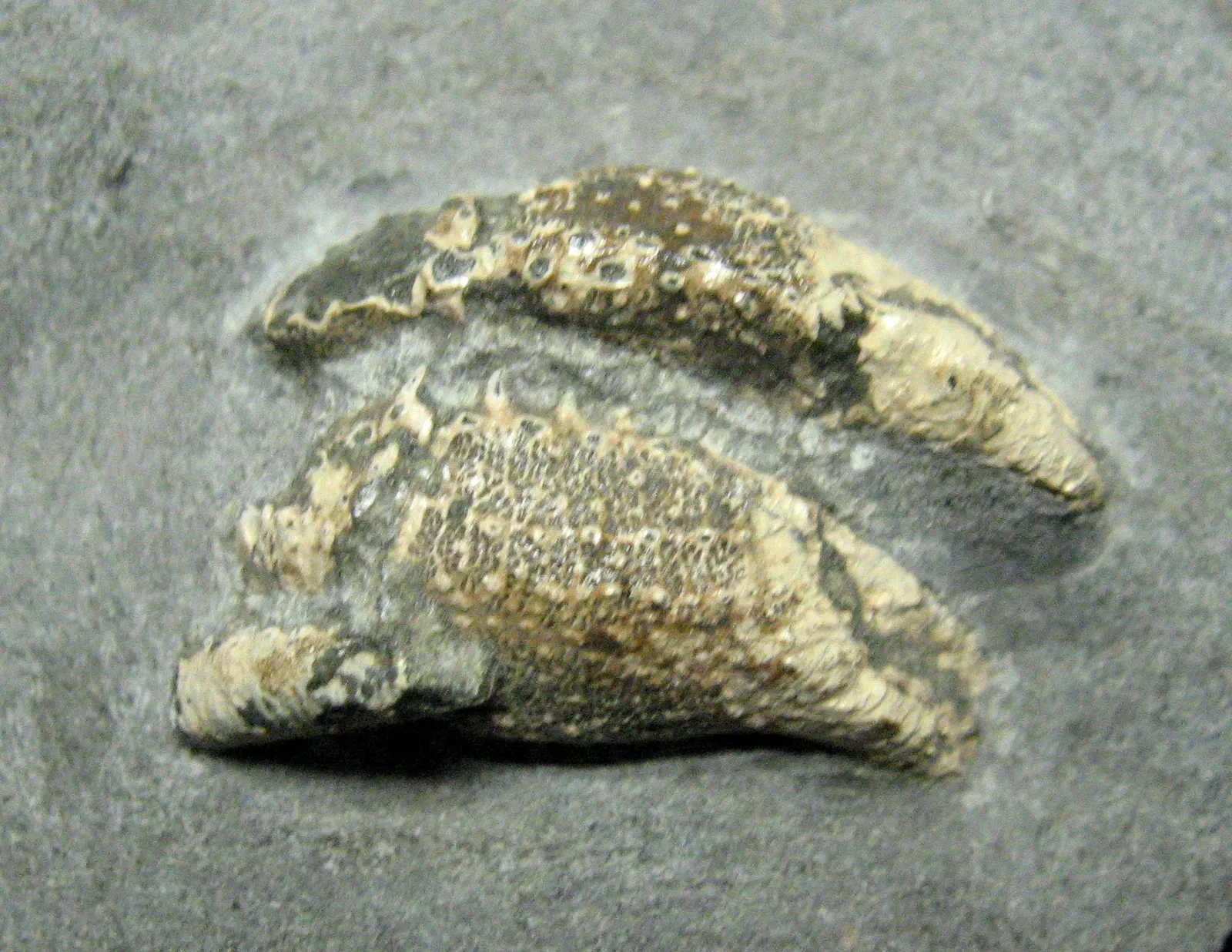 Stonerose Fossils