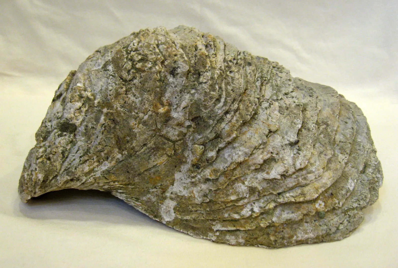 Stonerose Fossils