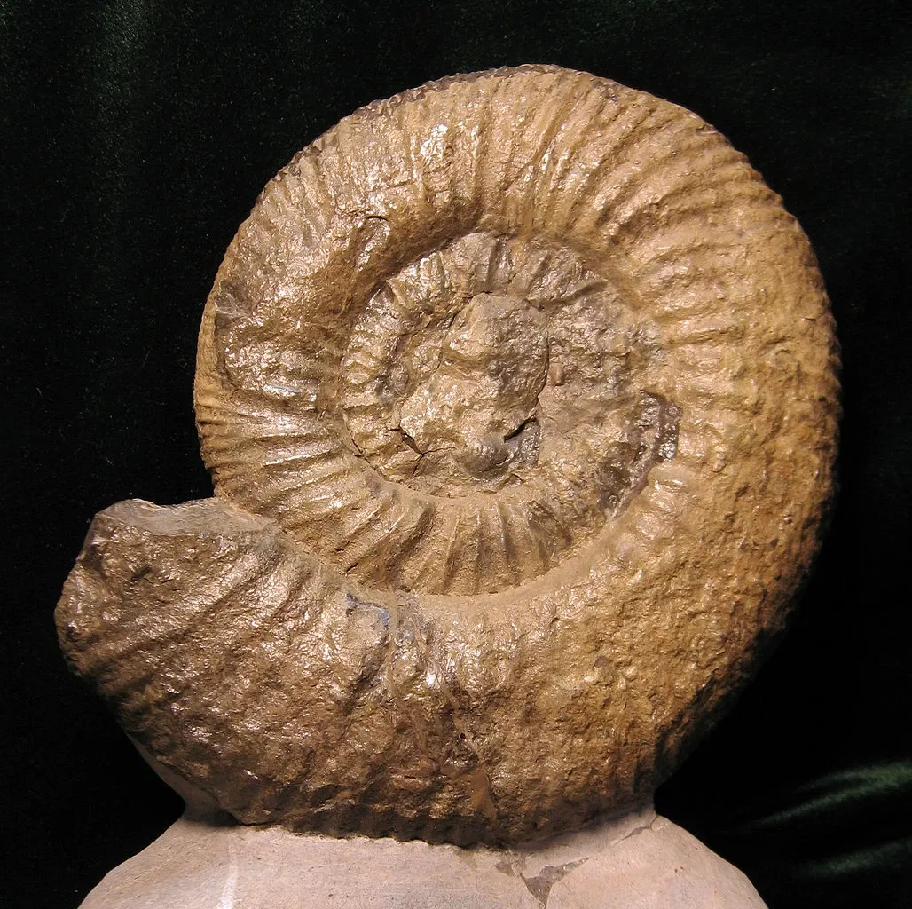 Stonerose Fossils