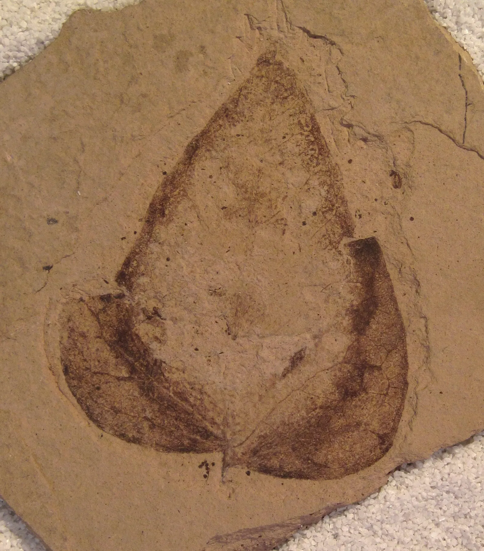Stonerose Fossils
