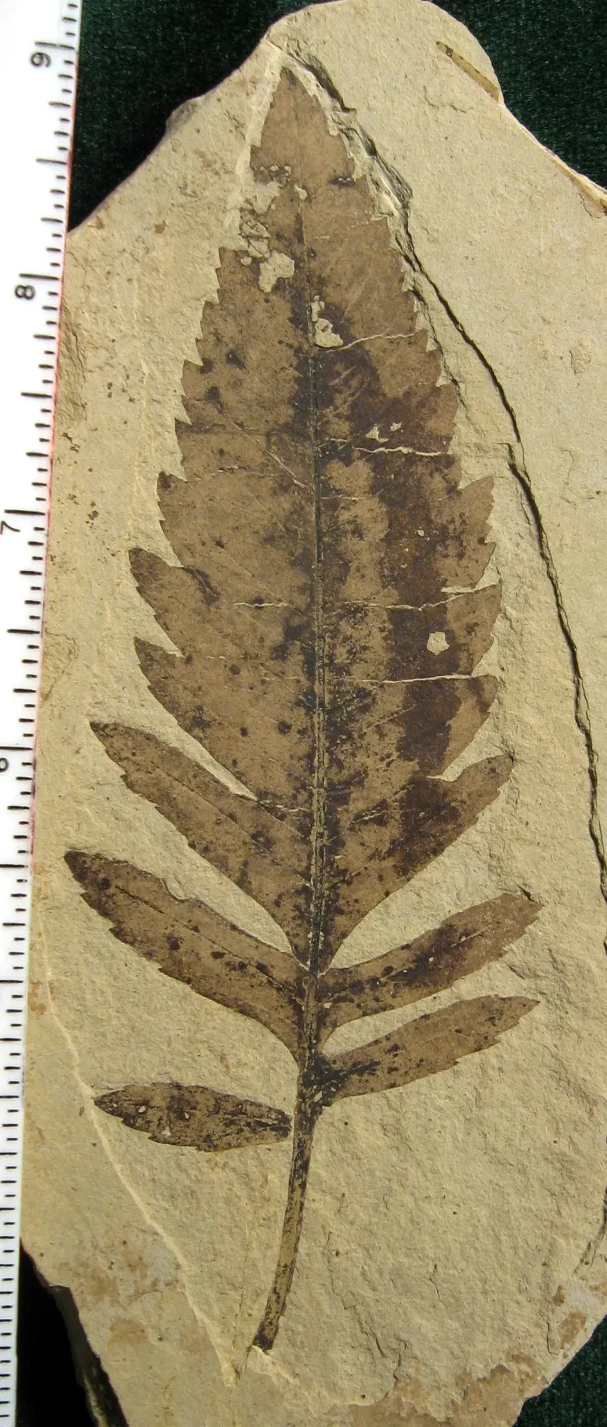 Stonerose Fossils