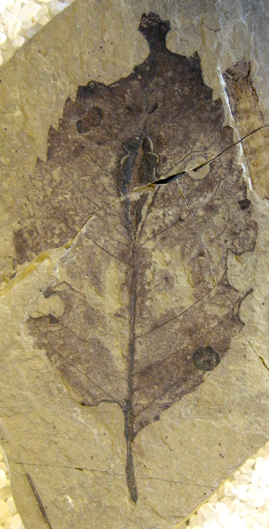 Stonerose Fossils
