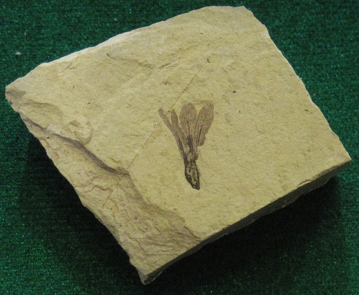 Stonerose Fossils