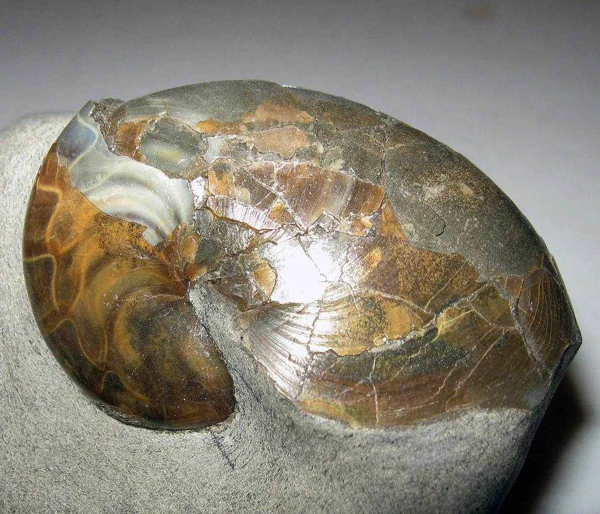 Stonerose Fossils