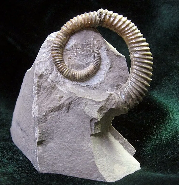 Stonerose Fossils