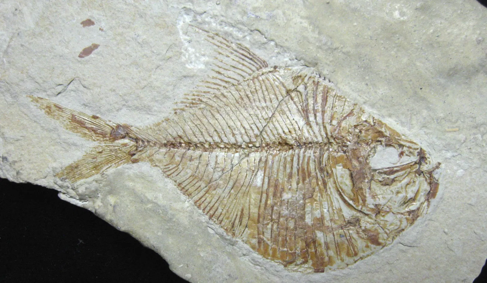 Stonerose Fossils