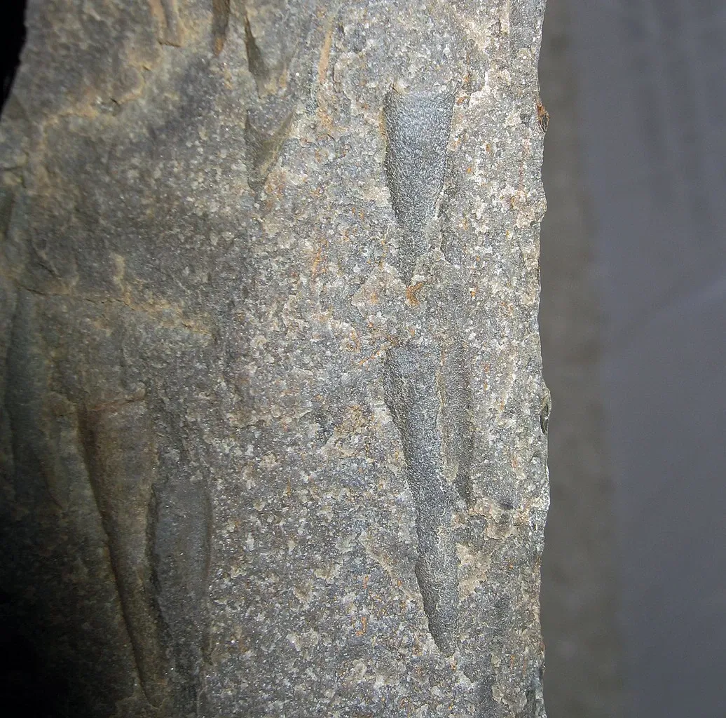 Stonerose Fossils