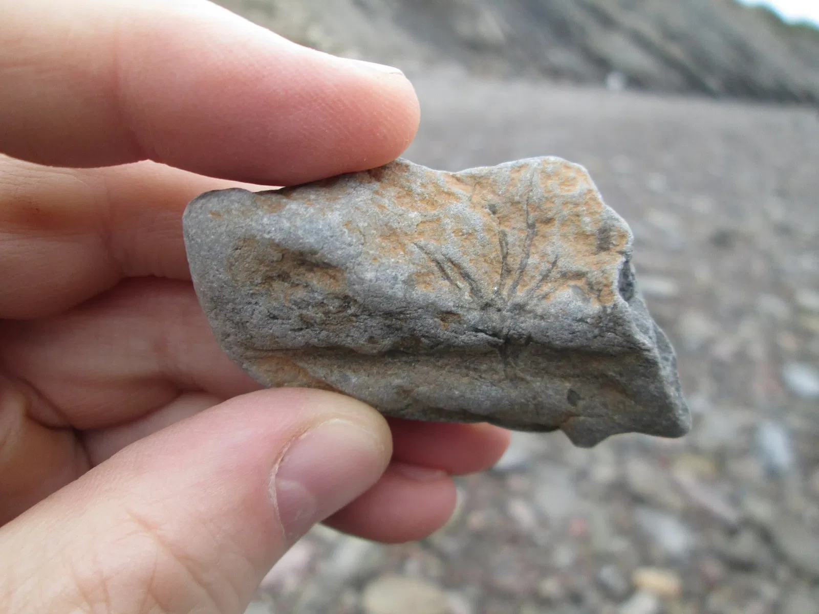 Joggins Fossil Centre
