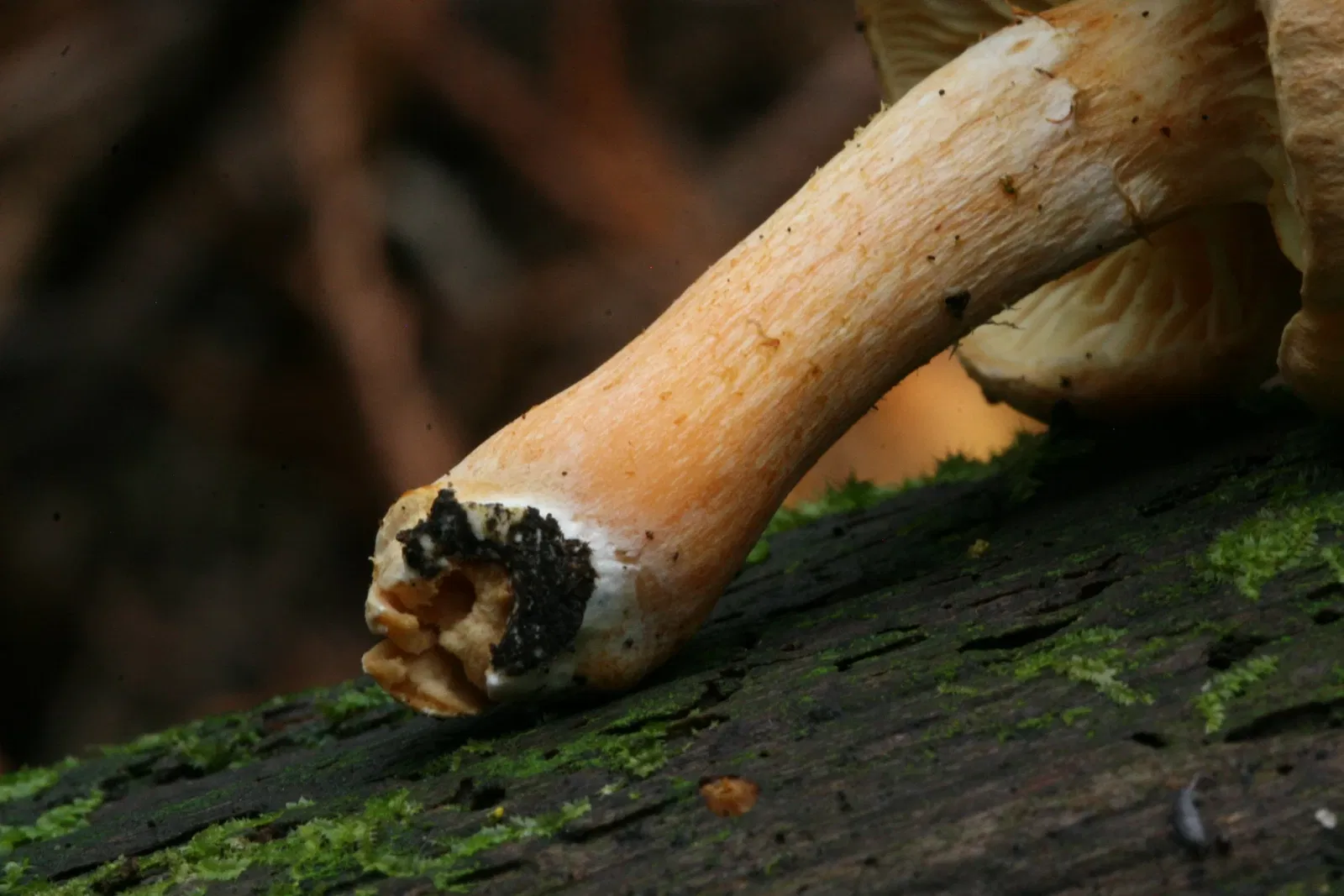 Fort Flagler Historical State Park